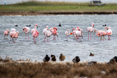 2018_10_23 Flamingo bij Battenoord Grevelingen